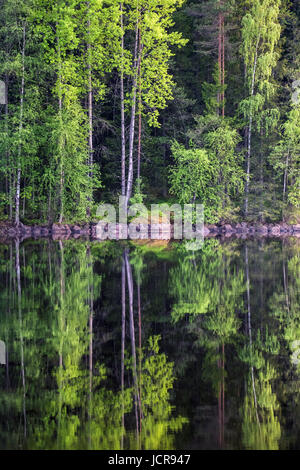 Belle forêt du lac de réflexion à bright journée d'été dans le Parc National de Liesjärvi, Finlande Banque D'Images