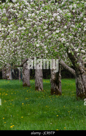 Hansel's orchard à North Yarmouth Maine de fleurs de pommiers dans une ligne entre l'herbe de printemps, USA Banque D'Images