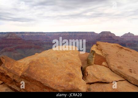 Grand Canyon écureuil, Ooh Aah Point, Grand Canyon National Park, Arizona, USA Banque D'Images