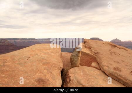 Grand Canyon écureuil, Ooh Aah Point, Grand Canyon National Park, Arizona, USA Banque D'Images