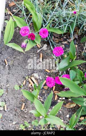 La fusée sur les cigarettes utilisées en étage jardin avec des fleurs Banque D'Images