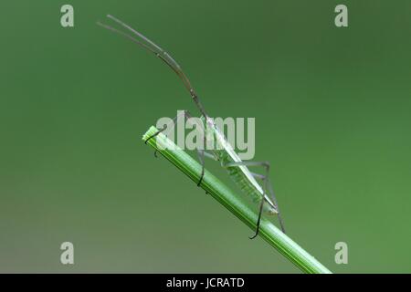 Bug de l'herbe verte, Megaloceroea recticornis Banque D'Images