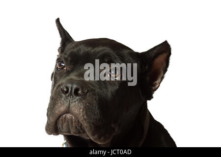 L'âge de 3 mois chiot Cane Corso race de couleur noire, isolated on white Banque D'Images