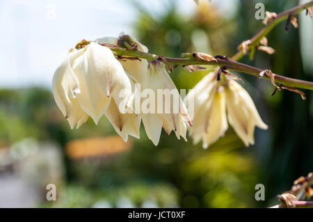 Yucca Gloriosa Lone Star Banque D'Images