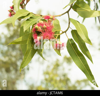 Fleurs rouge d'eucalyptus australiens avec feuilles de gomme verte gumtree close up Banque D'Images