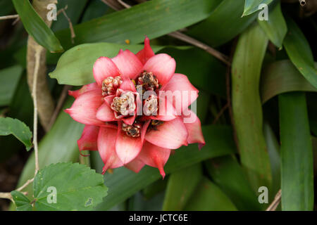 Plante à fleurs tropicales sur l'île de Maui, Hawaii. Couleur corail fleur tropicale. Banque D'Images