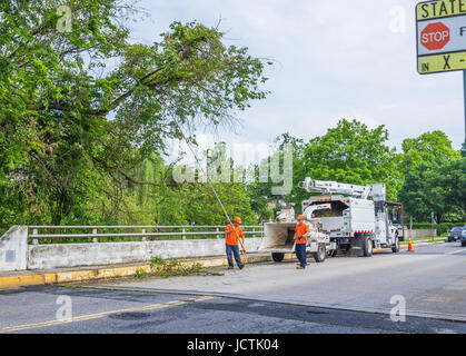 Frederick, États-Unis - 24 mai 2017 : Les travailleurs couper arbre branche sur route à l'aide de brush chipper Banque D'Images
