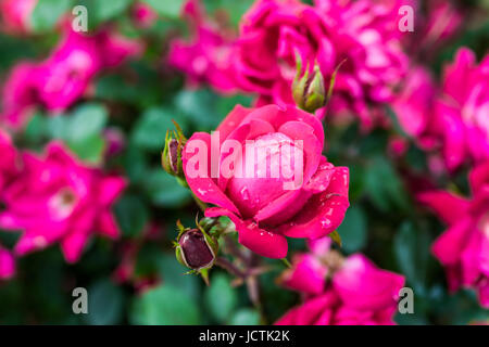 Gros plan macro de fleurs rouges et roses roses avec de l'eau tombe en montrant le détail et la texture, et les bourgeons fermés Banque D'Images