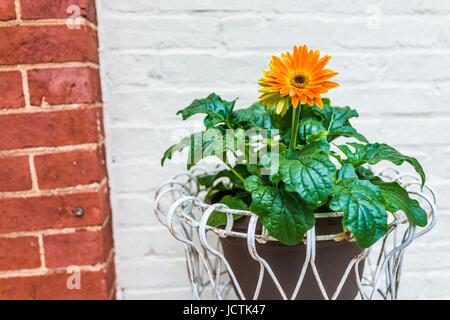 Les gerberas Orange en pot de fleurs à l'extérieur contre les bâtiments en brique rouge et blanc Banque D'Images