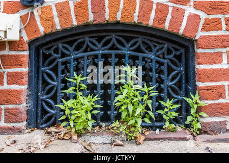 Fenêtre du sous-sol à l'extérieur du centre-ville de Harrisburg, Pennsylvanie avec mur de briques et de petites plantes vertes Banque D'Images