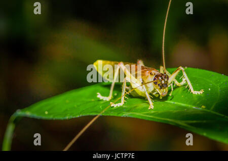 Sauterelle colorée assis plus de feuilles vertes, dans le parc national de Cuyabeno, en Equateur. Banque D'Images