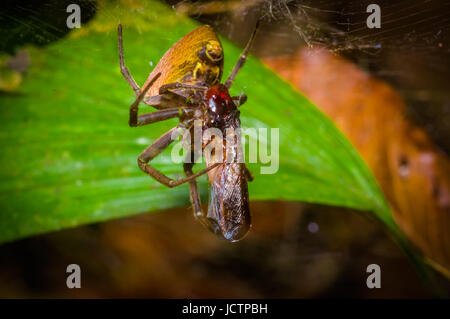 Une minuscule araignée avec un bug avec une araignée trouvée dans la jungle amazonienne de la région parc national de Cuyabeno, en Equateur. Banque D'Images