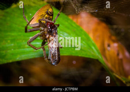 Une minuscule araignée avec un bug avec une araignée trouvée dans la jungle amazonienne de la région parc national de Cuyabeno, en Equateur. Banque D'Images