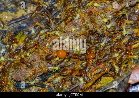 Les termites insectes dans le bois à l'intérieur de la colonie sur la forêt amazonienne en parc national de Cuyabeno, en Equateur. Banque D'Images