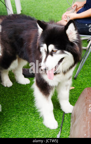 Race de chien malamute d'Alaska vous détendre au géant piscine Banque D'Images
