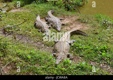 Les crocodiles du Nil, Réserve Vakona, Madagascar Banque D'Images