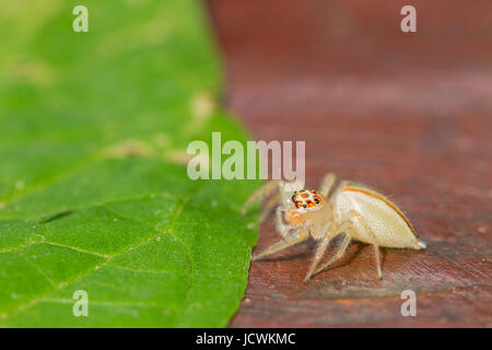 Close up Thomisidae sur fond vert feuille Banque D'Images