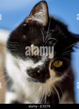 Petit chaton noir et blanc à explorer Banque D'Images