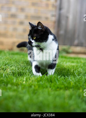 Petit chaton noir et blanc à explorer Banque D'Images