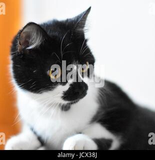 Petit chaton noir et blanc à explorer Banque D'Images