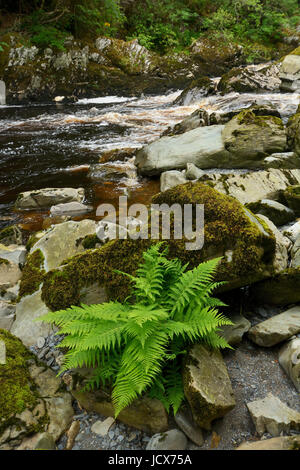 Afon Conwy - la rivière près de Conway conway Falls, Betws y Coed dans le Nord du Pays de Galles. La source de l'Afon Conwy se trouve sur la zone de Migneint high moorland Banque D'Images