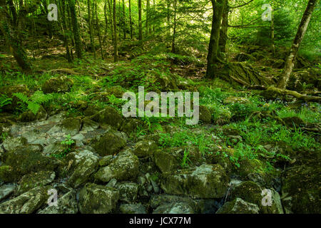 La végétation luxuriante qui poussent sur les rives de la rivière Conway près du Fairy Glen près du hotspot touristique populaire de Betws y Coed (église dans les bois), N Banque D'Images