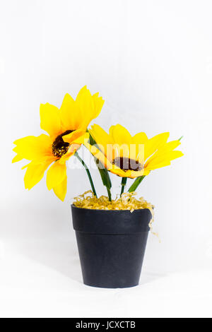 De tournesol dans une casserole sur un fond blanc Banque D'Images