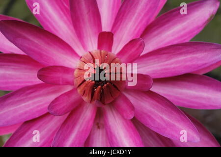 Une fleur de lotus en pleine floraison Banque D'Images