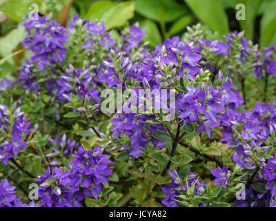 De près de l'Hebe youngii de fleurs bleu Banque D'Images