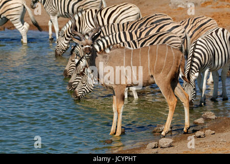 Une antilope kudu et plains zebras at waterhole, un parc national d'Etosha, Namibie Banque D'Images