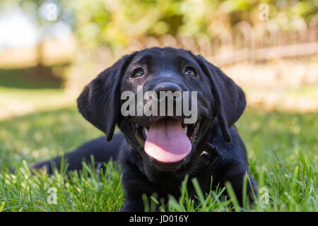 A 2 mois, le chiot labrador noir se détend à l'ombre sur l'herbe fraîche et semble heureusement derrière l'appareil photo Banque D'Images