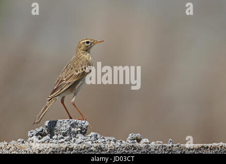 Richard de Sprague (Anthus richardi) hot standing on wall Beidaihe, Hebei, Chine Mai 2016 Banque D'Images