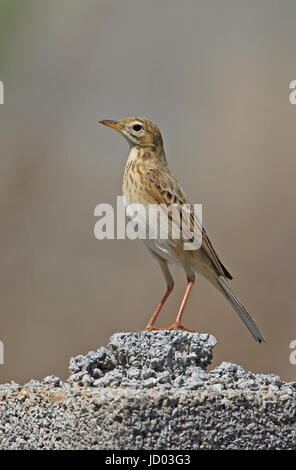 Richard de Sprague (Anthus richardi) hot standing on wall Beidaihe, Hebei, Chine Mai 2016 Banque D'Images