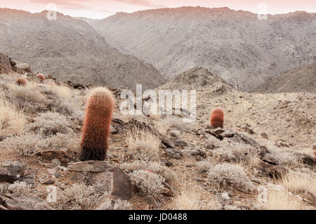 Vue sur le coucher du soleil de Fortynine Palms Oasis Trail. Banque D'Images