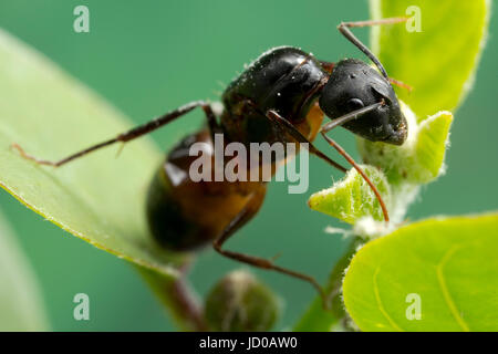 Un 'grand' ant, prise à un peu plus grand que nature sur un capteur FF DSLR. Banque D'Images