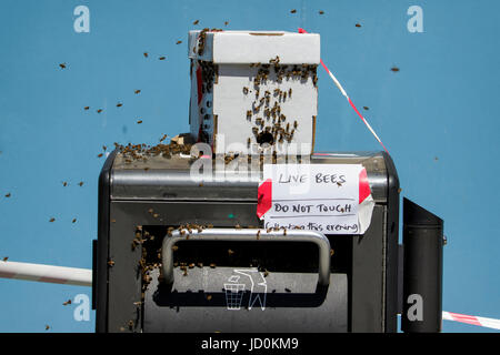 Bath, Royaume-Uni, 17 juin 2017. Comme le Royaume-Uni est prêt à vivre c'est plus chaud week-end de l'année jusqu'à présent, d'un essaim d'abeilles qui avaient élu domicile dans un bac de litière est photographié à côté de l'abbaye de Bath. Banque D'Images