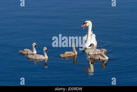 Mute Swan avec de jeunes glisse le long des eaux fixes sur Marine LKE à Southport.Les jeunes oiseaux, ou cygnets, se portent parfois sur le dos de leurs parents et restent avec les oiseaux adultes pendant quatre ou cinq mois.Les cygnes sont normalement des créatures très placides, mais ils sont très forts et peuvent utiliser leurs ailes à bon effet en se défendant eux-mêmes. Banque D'Images