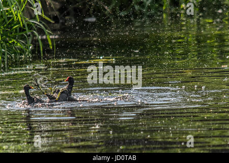 Cossington rivière Soar, Meadows, au Royaume-Uni. 17 Juin, 2017. L'un des meilleur jour cette année pour la faune et les visiteurs sur la rivière cannal, bateaux-visiteurs profiter de l'eau canoë wayat le côté de la basse terre meadows gallinules bataille, les pêcheurs héron gris du pont, swan la réflexion comme il refroidit, demoiselles bleues repose sur des nénuphars © Clifford Norton/Alamy Live News Banque D'Images