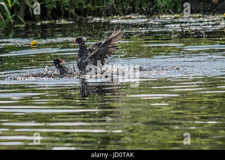 Cossington rivière Soar, Meadows, au Royaume-Uni. 17 Juin, 2017. L'un des meilleur jour cette année pour la faune et les visiteurs sur la rivière cannal, bateaux-visiteurs profiter de l'eau canoë wayat le côté de la basse terre meadows gallinules bataille, les pêcheurs héron gris du pont, swan la réflexion comme il refroidit, demoiselles bleues repose sur des nénuphars © Clifford Norton/Alamy Live News Banque D'Images