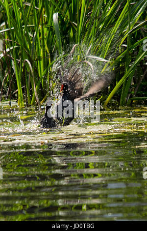 Cossington rivière Soar, Meadows, au Royaume-Uni. 17 Juin, 2017. L'un des meilleur jour cette année pour la faune et les visiteurs sur la rivière cannal, bateaux-visiteurs profiter de l'eau canoë wayat le côté de la basse terre meadows gallinules bataille, les pêcheurs héron gris du pont, swan la réflexion comme il refroidit, demoiselles bleues repose sur des nénuphars © Clifford Norton/Alamy Live News Banque D'Images