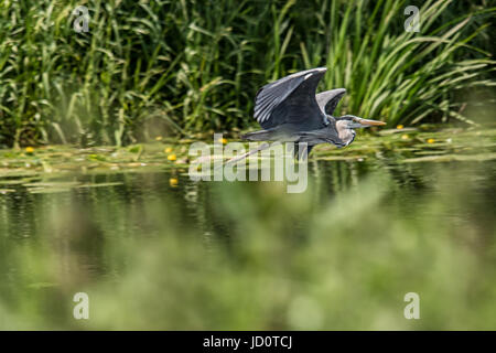 Cossington rivière Soar, Meadows, au Royaume-Uni. 17 Juin, 2017. L'un des meilleur jour cette année pour la faune et les visiteurs sur la rivière cannal, bateaux-visiteurs profiter de l'eau canoë wayat le côté de la basse terre meadows gallinules bataille, les pêcheurs héron gris du pont, swan la réflexion comme il refroidit, demoiselles bleues repose sur des nénuphars © Clifford Norton/Alamy Live News Banque D'Images