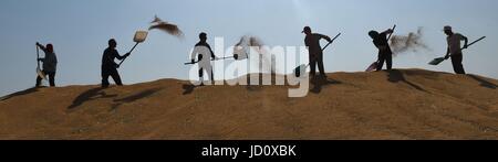 Beijing, Chine, province de Hebei. 14 Juin, 2017. Les villageois en blé air Xingji Canton de Cangzhou, Province du Hebei en Chine du nord, le 14 juin 2017. Credit : Fu Xinchun/Xinhua/Alamy Live News Banque D'Images