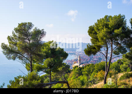 Arbre d'olives et maritime Pine Grove sur le littoral accidenté de la Ligurie, Italie. La baie de Cervo village historique et Diano Marina dans la dist Banque D'Images