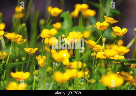 Grappe de fleurs renoncule bulbeuse jaune brillant dans la prairie d'été ensoleillé Banque D'Images