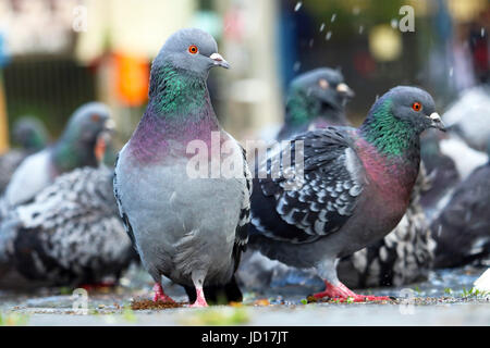 Groupe des pigeons de nourriture dans la rue à Berlin Banque D'Images