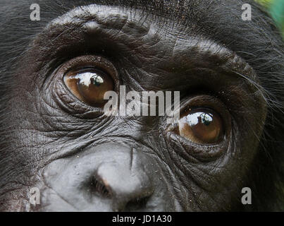 Portrait d'un bébé bonobo. République démocratique du Congo. Parc national Lola ya BONOBO. Banque D'Images