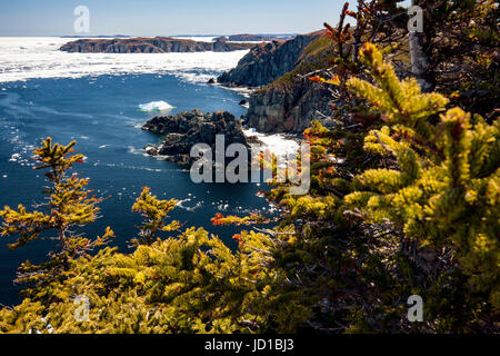 Paysages côtiers accidentés - Crow Head, Twillingate, Newfoundland, Canada Banque D'Images