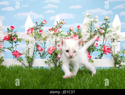 Petit chaton blanc et fin marche dans l'herbe, regardant viewer. clôture blanche avec des roses rose et rouge avec des fleurs blanches, sur fond bleu ciel avec c Banque D'Images