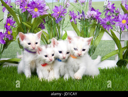 Portrait de quatre petits chatons blancs moelleux portant des colliers minuscule assis dans l'herbe verte à droite aux téléspectateurs, clôture blanche avec grand purple Banque D'Images