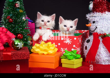 Deux chatons blancs moelleux assise dans une maison de vacances située en regard de tout petit arbre de Noël entouré de présente aux couleurs vives avec des arcs, à la recherche directement à v Banque D'Images